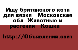 Ищу британского кота для вязки - Московская обл. Животные и растения » Кошки   